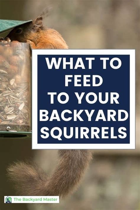 What To Feed Squirrels In Your Backyard 10 Safe And Healthy Options
