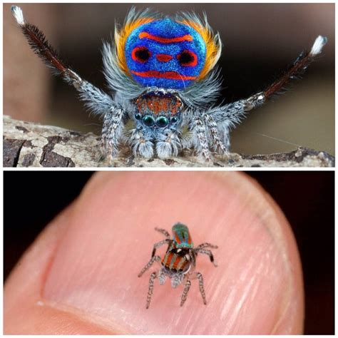 The Peacock Spider Maratus Volans Pics
