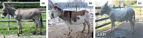 Coat Colour Phenotypes Of Investigated Donkeys A Solid Coloured B