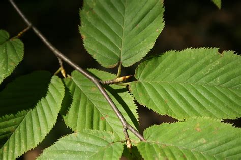 Spicebush Log: Black Birch