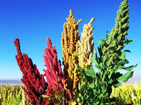 Quinoa Cultivation On The Rise In Belgium The Bulletin