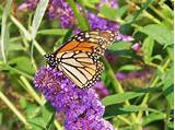 Attract Butterflies to your Garden - Graf Growers