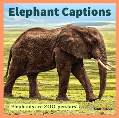 47 Funny Elephant Jokes For A Ton Of Laughs Tusk Tusk Listcaboodle