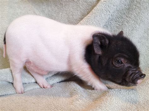 Pot belly pig for sale, loves to live with chickens. Informational Blog about Mini Pigs as pets - | Cute ...