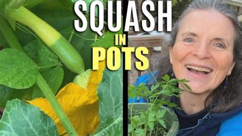 How To Grow Summer Squash In Containers Grow Large Veggies On Your