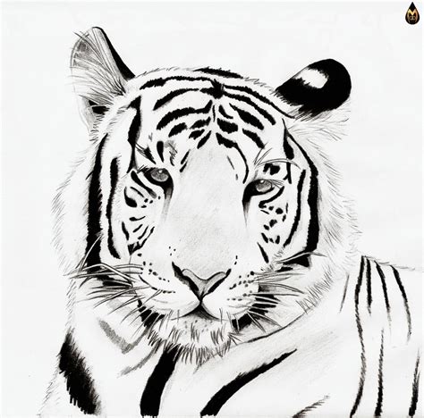White Tiger Tiger Head Clipart Panda Free Clipart Images