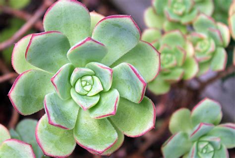 Closeup Of A Succulent With Pinktipped Pale Green Leaves Stock Photo