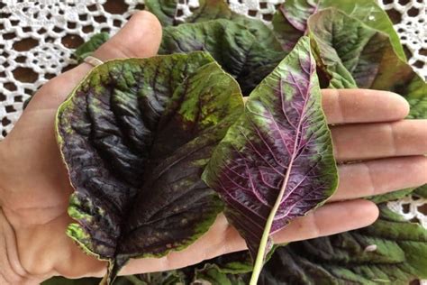 Growing leaf amaranth in containers: Organic Seed | Edible Red Leaf Amaranth | San Diego Seed ...