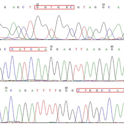 Mutation Analysis By Sanger Sequencing A Kras Sequence B Egfr Download Scientific Diagram