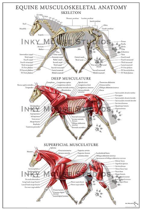 Equine Anatomy Musculoskeletal System Poster