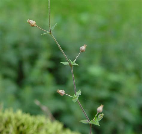 https://gobotany.newenglandwild.org/species/arenaria/serpyllifolia/