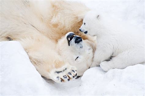 12 Polar Bear Pictures That Will Melt Your Heart Readers Digest Canada
