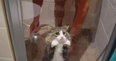 Mfw My Hooman Traps Me In The Shower And Some Ass Hole Takes A Picture