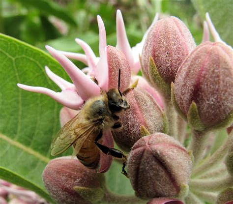 Indigenous peoples of the pacific northwest coast. Milkweed for Central Washington