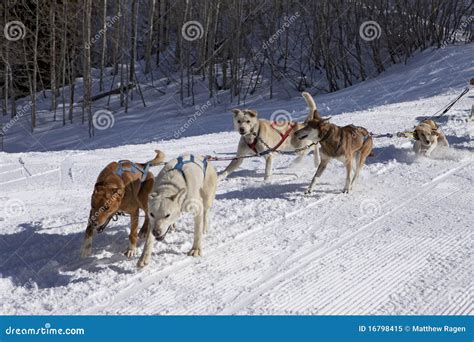 Dog Sled Team In Training Stock Image Image Of Chains 16798415