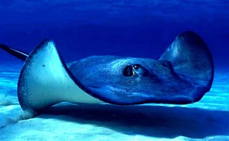 Manta Ray Resting At The Bottom Of The Ocean Costa Rica Dive And Surf