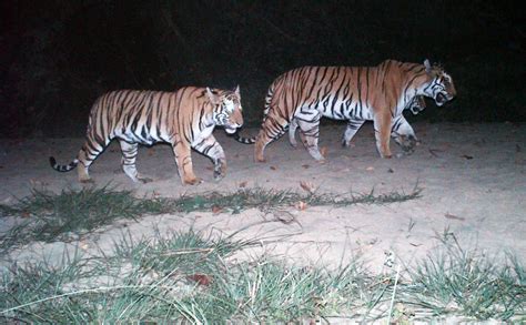 56 Tigers Estimated In Nepals Bardia National Park WWF