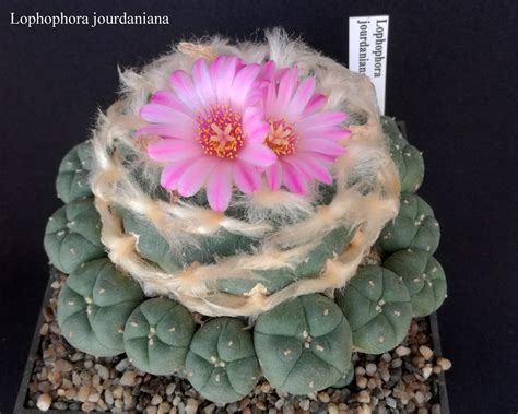It branches in clusters at intervals along the stem. Lophophora jourdaniana | Cactus, Succulents, Plants