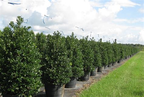 To create a thick, compact hedge, it is important that you maintain a spacing distance of two to three plants per. Nelly R Stevens Holly — Beebe Landscape & Design