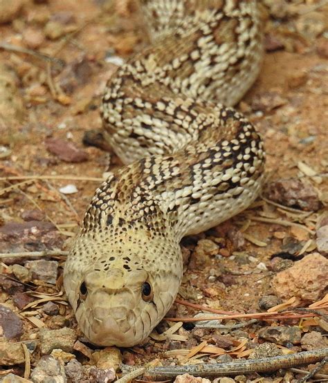 Sonoran Gopher Snake Pituophis Catenifer Affinis 51318 Snake