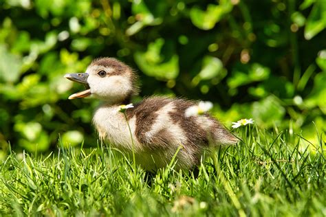 Why You Should Be Raising Ducks in Your Garden - Grit