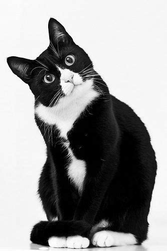 Pin By Juf Marion On Cats Black And White Beautiful Cats Cute Cats Cats
