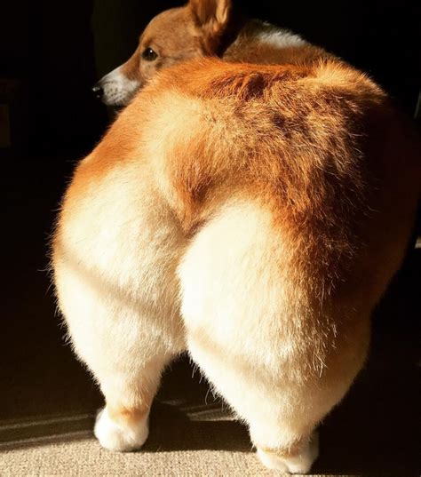 25 Gorgeous Photos Of Corgi Butts That Will Drive You Completely Nuts