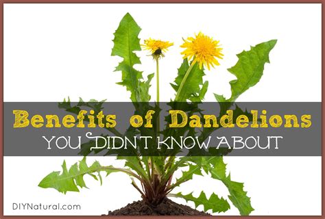 Dandelion Benefits Are Numerous And Surprising Today We Reveal 16
