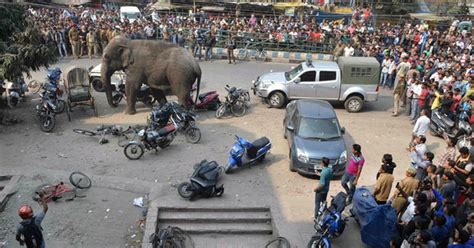 G1 Elefante selvagem invade cidade da Índia e causa pânico notícias