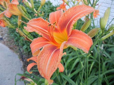 Its flowers, appearing in july and august, are loved by butterflies. Zone 5 Perennials Longest Blooms | Orange Day Lily in ...
