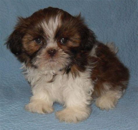 Shitzu puppies are very nice to have and very perfect to bring at home. Imperial Liver & White AKC Shih Tzu male - BARNEY for Sale ...