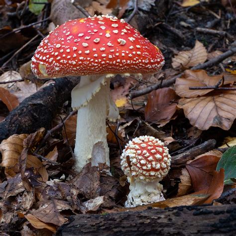 Amanita Muscaria The Science And Use Of The Fly Agaric Mushroom By