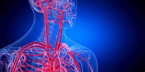 16 Facts About The Circulatory System A Voyage Of Life Facts Net
