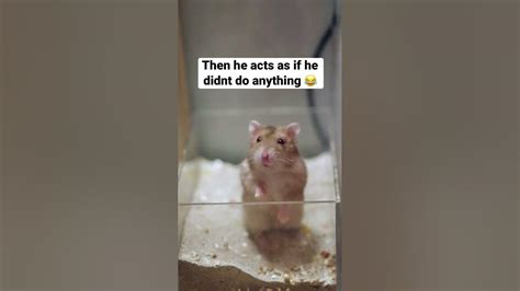 Ever Seen A Hamster Fart Hamsters Youtube