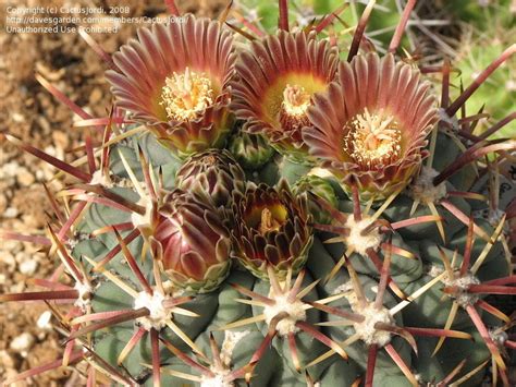 Book your tickets & tours of cactus garden, sailana at best price only on thrillophilia. PlantFiles Pictures: Sclerocactus (Sclerocactus uncinatus ...