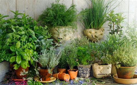 Herbs How To Take Cuttings And Sow Seed In Late Summer