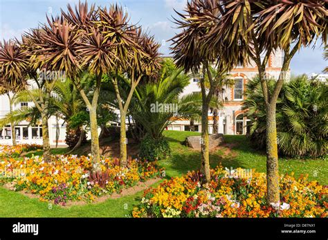 Palm Trees In Torquay Devon England Uk Stock Photo Alamy