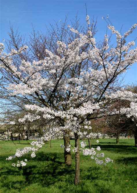 Cerisier Du Japon Planter Et Entretenir Ooreka