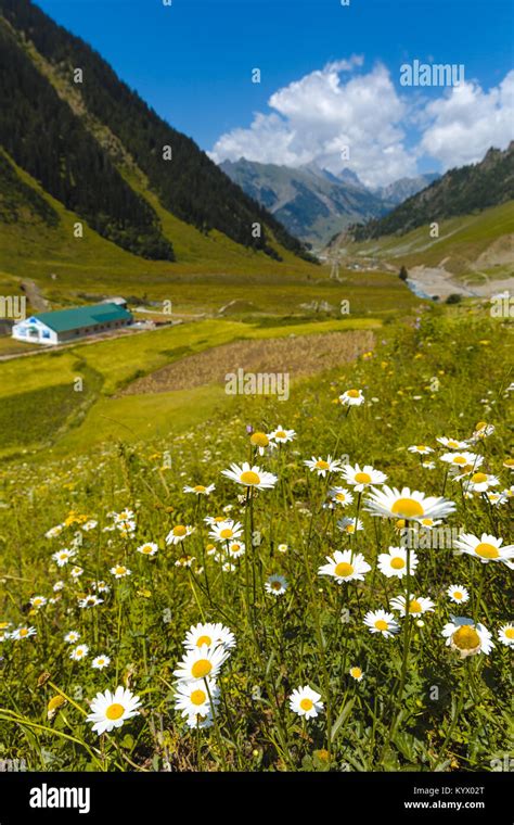 Valley Of Flowers At Kashmir Great Lakes Trek In Sonamarg Town India