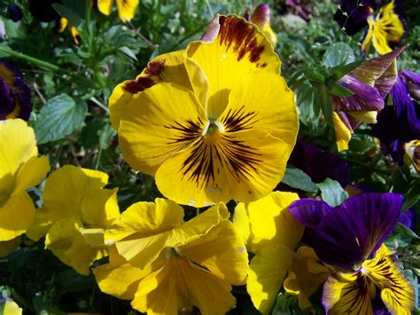 Free Images Petal Botany Garden Flora Yellow Flower Wildflower