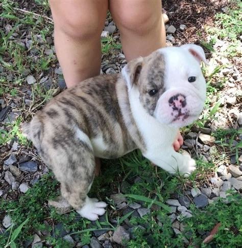 If you are not within our radius, we're sorry, but at this time, we won't be able to place in your. English Bulldog Puppies For Sale Near Me