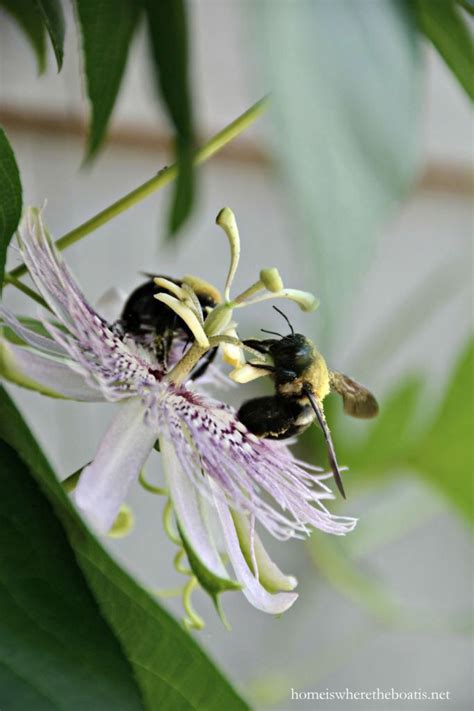 Purple Passionflower Vine And Bees Garden