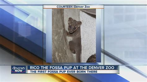 Fossa Pup Born At Denver Zoo Youtube