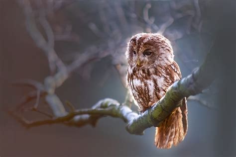 How Do Owls Sleep Owls Sleeping Facts Timings Habits And Various