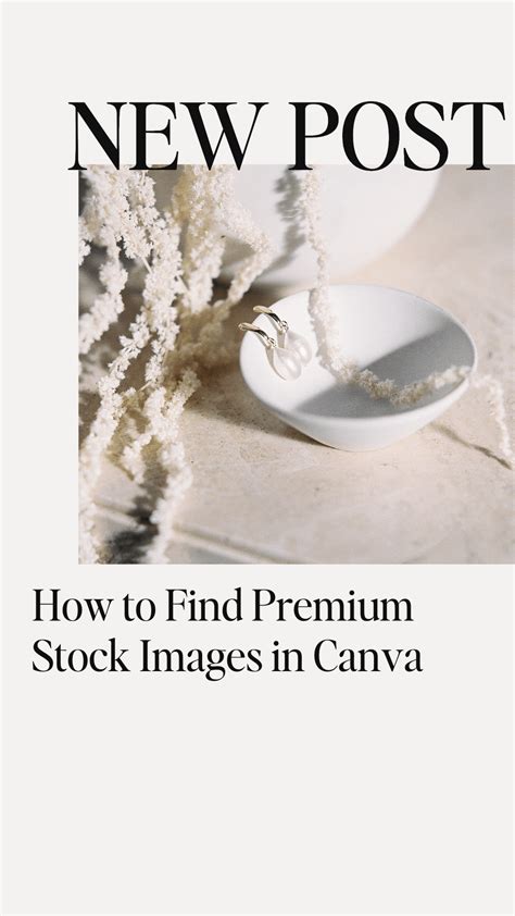 How To Easily Find The Best Canva Stock Photos