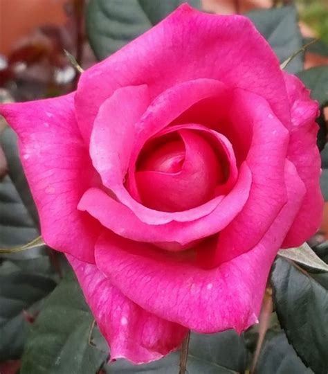 Pin By Lanette Preston On Precious Pink Beautiful Roses Pink Rose