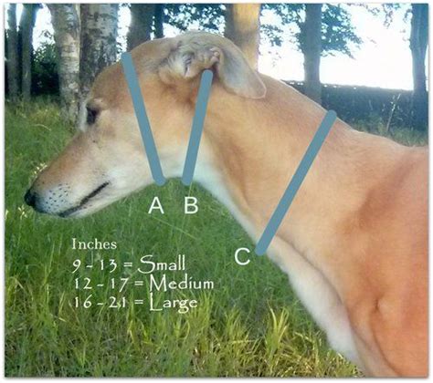 Measure the largest part of. How to measure your dog for a martingale collar. Dog ...