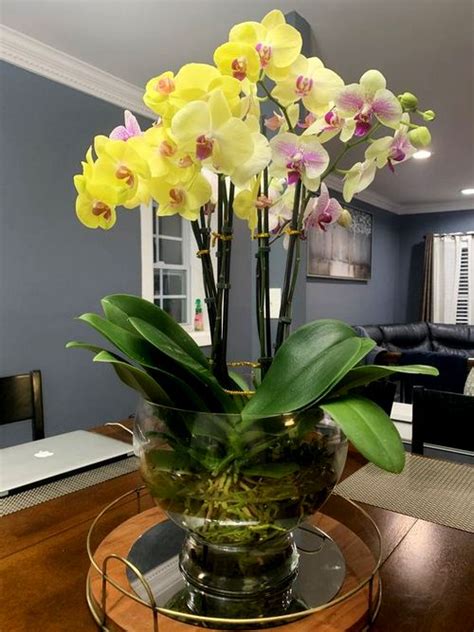Growing Orchids In Water Culture Is It A Good Idea Laptrinhx News
