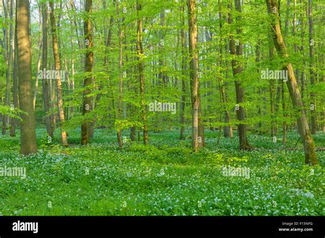 Beech Tree Fagus Sylvatica Forest With Ramson Allium Ursinum In