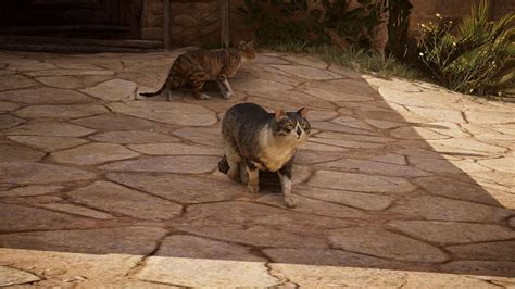 Easter Egg Di Assassin S Creed Mirage Guardate Attentamente Il Gatto